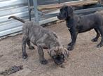 Cane corso pups, België, Fokker | Hobbymatig, CDV (hondenziekte), 8 tot 15 weken