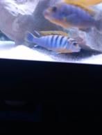 Cichlidès Malawi labidochromis hongi