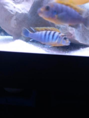 Cichlidès Malawi labidochromis hongi  beschikbaar voor biedingen