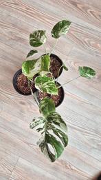 Monstera Marbled Albo Variegata, Ophalen, Overige soorten, Halfschaduw, Minder dan 100 cm