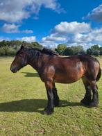 Trekpaarden, Dieren en Toebehoren