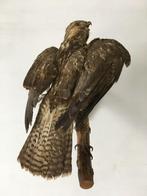 Opgezette buizerd - roofvogel taxidermie, Collections, Collections Animaux, Utilisé, Animal empaillé, Enlèvement ou Envoi, Oiseaux
