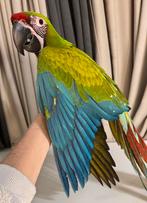 Super tamme Buffon ara, Dieren en Toebehoren, Vrouwelijk, Papegaai, Pratend