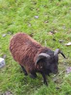 Jonge ouessant bokjes, Dieren en Toebehoren, Mannelijk, Schaap, 0 tot 2 jaar