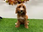 Cockapoo pups, Dieren en Toebehoren, België, 8 tot 15 weken, CDV (hondenziekte), Meerdere