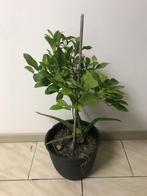 plante citronnier, Fruitplant, In pot, Ophalen