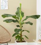 Bananier, Enlèvement