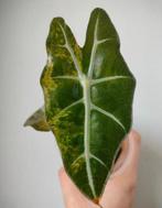 Alocasia Polly aurea variegata, Verzenden, Overige soorten, Halfschaduw, Minder dan 100 cm