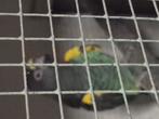 Meyer papegaai man gevraagd, Dieren en Toebehoren, Papegaai, Geringd