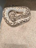 Koppel dh clown / pied breeders, Dieren en Toebehoren, Reptielen en Amfibieën