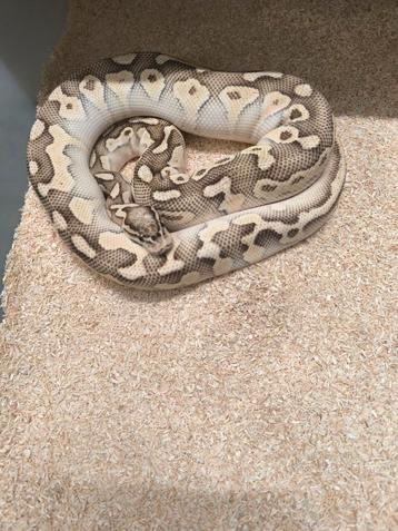 Koppel dh clown / pied breeders  beschikbaar voor biedingen
