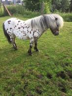 appaloze hengst, Dieren en Toebehoren, Hengst, Onbeleerd, Gechipt, 7 tot 10 jaar