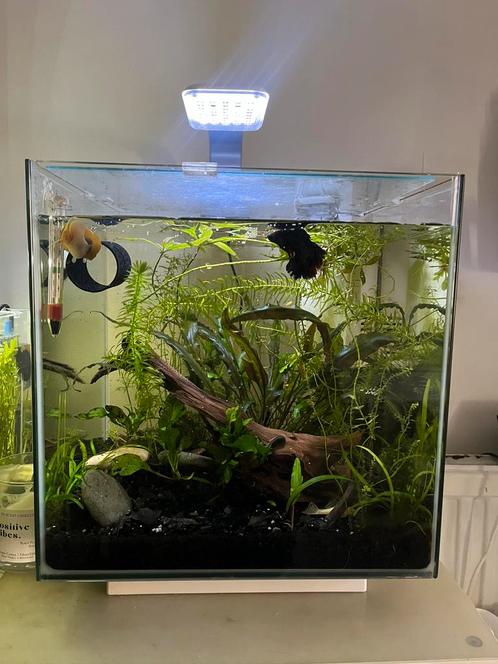 Aquarium superfish 40L, Dieren en Toebehoren, Vissen | Aquaria en Toebehoren, Ophalen