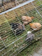 Trio cochins haan krul+ kuifhoen hen, Dieren en Toebehoren