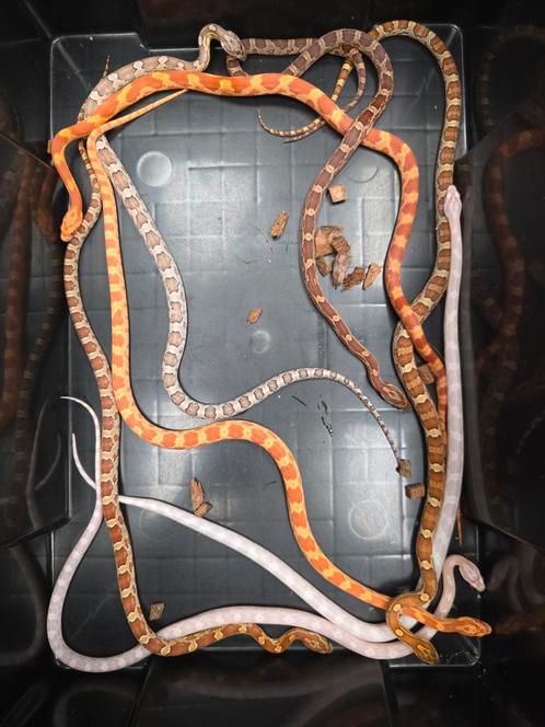 Diversen kleuren rattenslangen nakweek 2024, Dieren en Toebehoren, Reptielen en Amfibieën