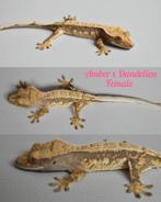 Wimpergekko pinstripe vrouw, Dieren en Toebehoren