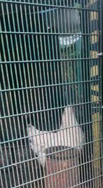 Legkippen te koop, Animaux & Accessoires, Volatiles, Femelle, Poule ou poulet