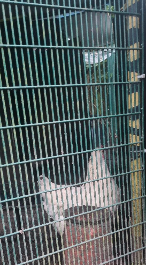 Legkippen te koop, Animaux & Accessoires, Volatiles, Poule ou poulet, Femelle