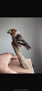 Lelijk opgezet ding te koop, Animaux & Accessoires, Oiseaux | Oiseaux Autre