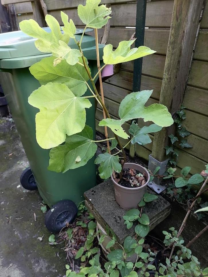 Bouture de figuier, Tuin en Terras, Planten | Fruitbomen, Vijgenboom, 250 tot 400 cm, Volle zon, In pot, Ophalen