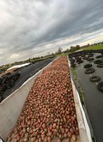 Voederbieten te koop, Zakelijke goederen, Landbouw | Veevoer, Ophalen