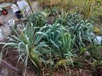 Zeer grote winterharde Yucca, Tuin en Terras, Ophalen