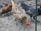Sebright kipjes, Dieren en Toebehoren, Pluimvee