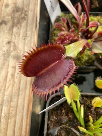 Vleesetende planten  beschikbaar voor biedingen