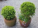 BUXUS, Buxus, Ophalen