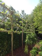 Tuinhout constructie voor leibomen (144 lopende meter latten, Tuin en Terras, 250 cm of meer, Gebruikt, Palen, Ophalen