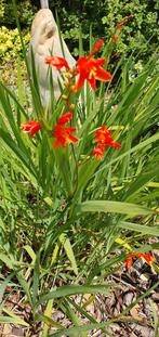 Jonge winterharde  beplanting, Ophalen