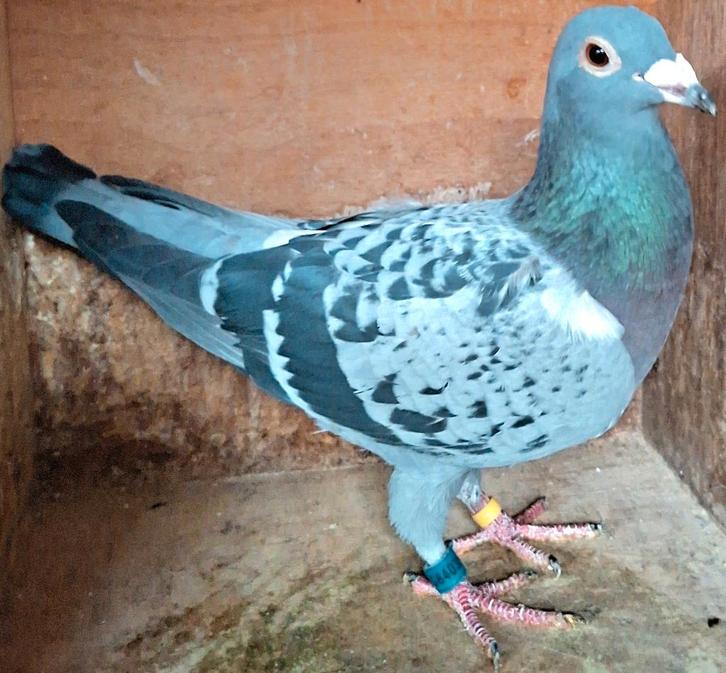 Postduif Prestatie duivin., Dieren en Toebehoren, Vogels | Duiven, Postduif, Vrouwelijk