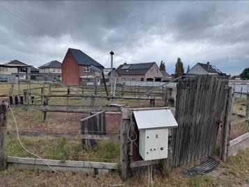 Stapmolen paarden beschikbaar voor biedingen