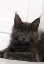 Maine Coon kittens, Meerdere dieren, Gechipt, 0 tot 2 jaar