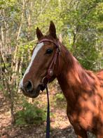 Mooie 3 jarige ruin, Hongre, Moins de 160 cm, Cheval de récréation, 3 à 6 ans