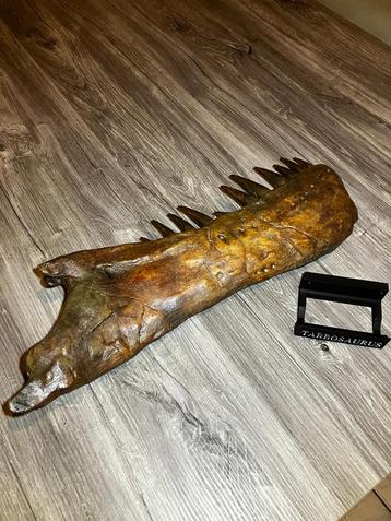 Replica Dinosaurus onderkaak - Tarbosaurus beschikbaar voor biedingen