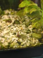 Garnalen - Neocaridina davidi rili red, Dieren en Toebehoren, Vissen | Aquariumvissen