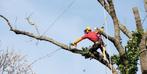 Travaux d'abattage / démontage / élagage d'arbres, Diensten en Vakmensen, Tuinmannen en Stratenmakers, Tuinonderhoud of Snoeiwerk