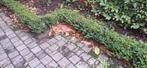 Buxus haag (50L/m 40cm hoog), Tuin en Terras, Ophalen, Buxus, Haag, Minder dan 100 cm