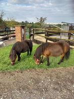 Schetland jiument et hongre, Dieren en Toebehoren, Pony's, Ruin, Zadelmak, A pony (tot 1.17m), Gechipt