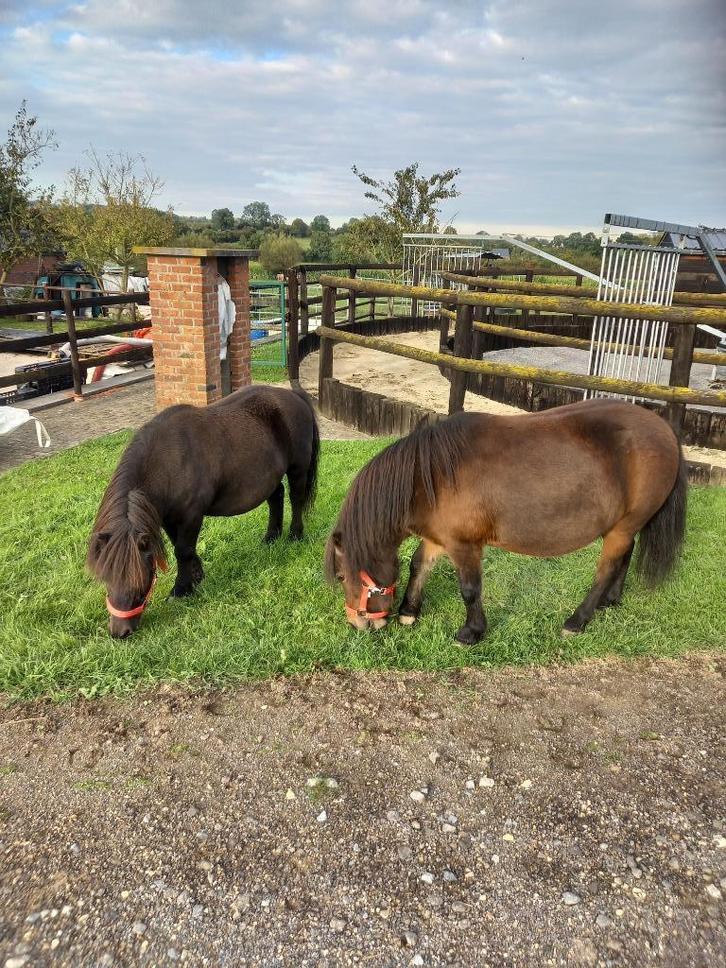 Schetland jiument et hongre, Dieren en Toebehoren, Pony's, Ruin, Zadelmak, A pony (tot 1.17m), Recreatiepony, 11 jaar of ouder