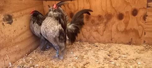 Antwerpse baardkriel, Dieren en Toebehoren, Pluimvee, Kip, Mannelijk