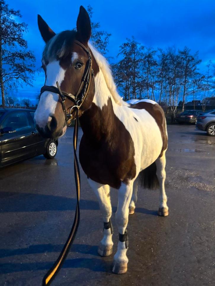 Knappe & Lieve E pony - RX goedgekeurd, Dieren en Toebehoren, Paarden, Ruin, Zadelmak