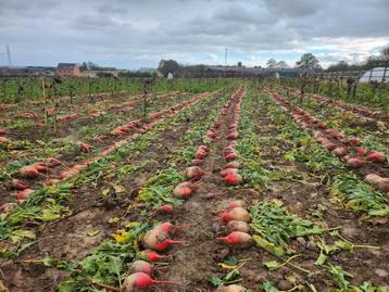 Voederbieten - handgerooid voor paarden beschikbaar voor biedingen
