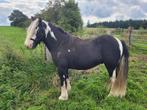 Tinker pony/Irish Cob, C pony (1.27m tot 1.37m), Gechipt, Ruin, 3 tot 6 jaar
