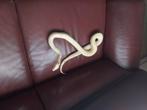 Albino boa constrictor, Dieren en Toebehoren, Slang, Tam, 0 tot 2 jaar