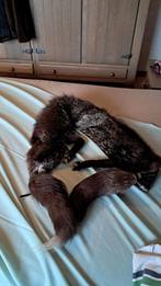 Écharpe en renard argenté, Vêtements | Femmes, Bonnets, Écharpes & Gants, Enlèvement, Écharpe