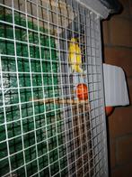 Kanaries, Dieren en Toebehoren