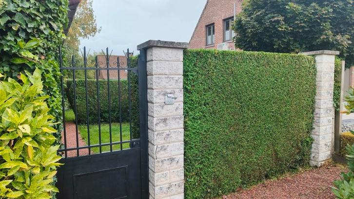 onderhoud van tuinen, Tuin en Terras, Overige Tuin en Terras, Ophalen