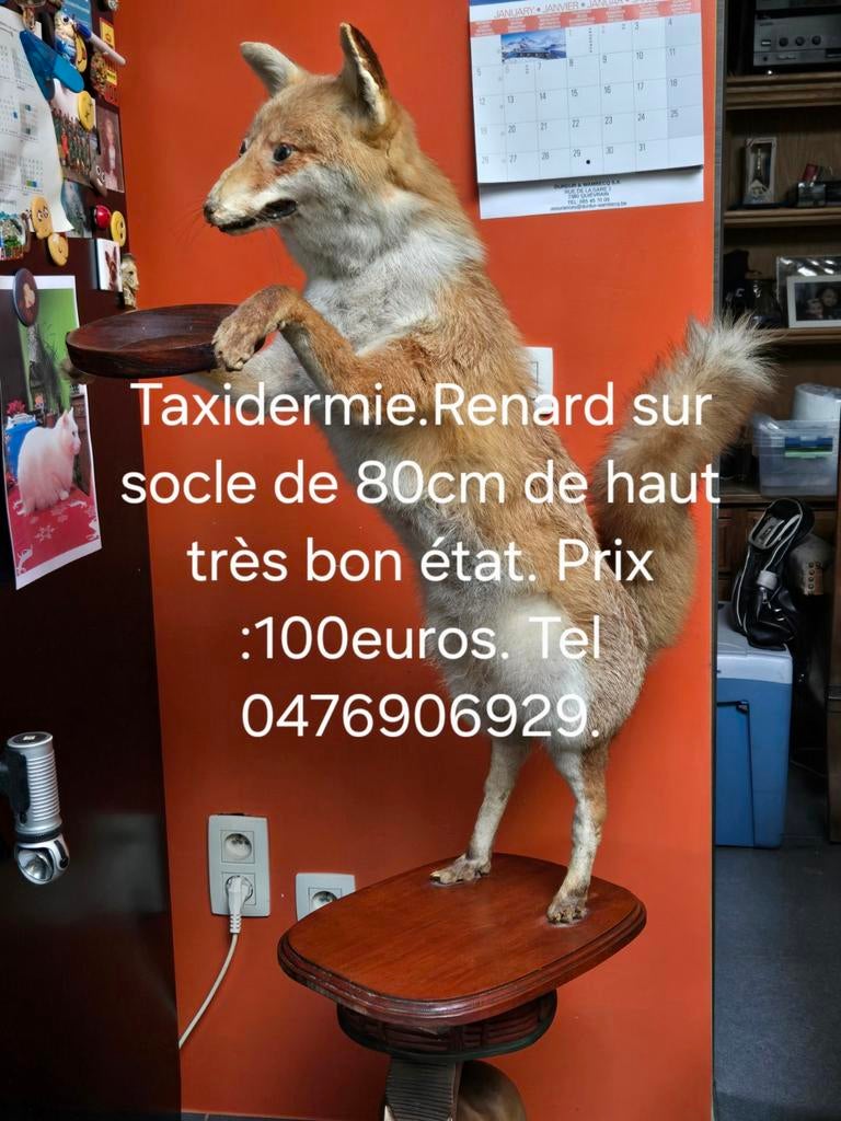 Taxidermie. Renard., Enlèvement